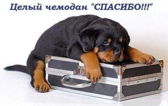 Щенок - ротвейлер, щенки, собаки - оригинал