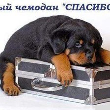 Схема вышивки «Щенок»