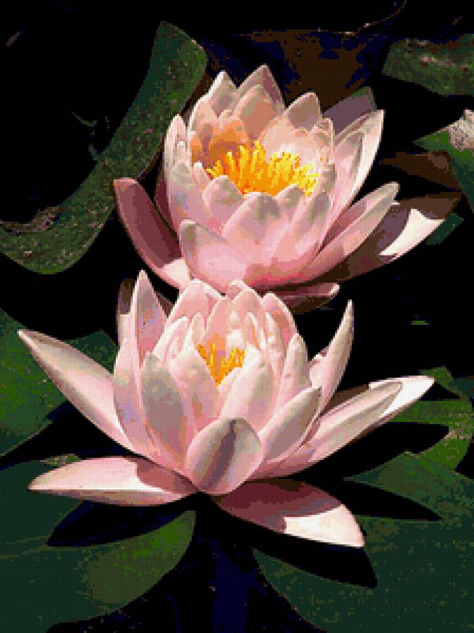 нимфеи - цветы, лилии, озеро - предпросмотр