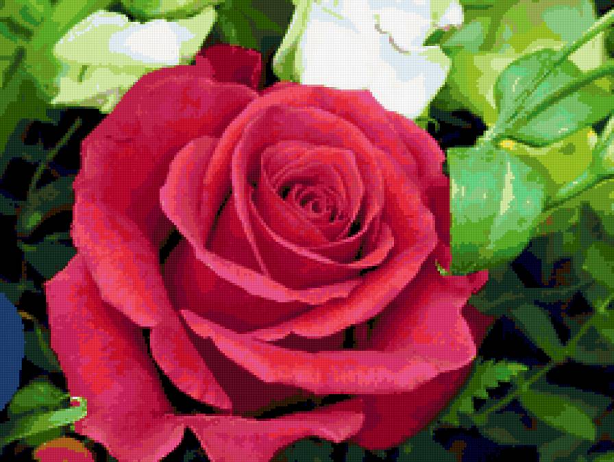 роза - цветы, цветок, розы, роза - предпросмотр