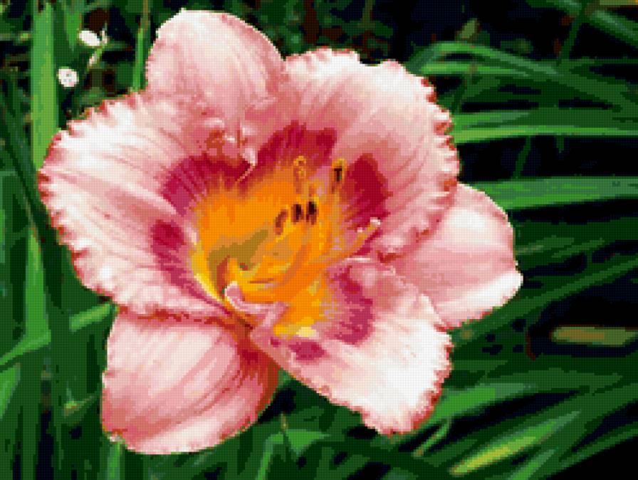 №335316 - лилии, цветы - предпросмотр