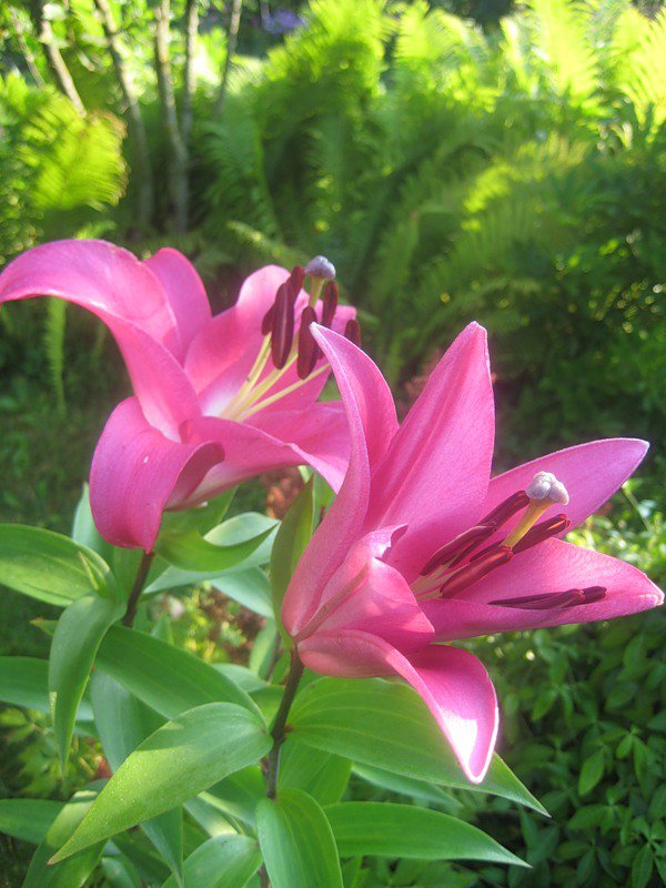 лилии - цветы, лилии - оригинал