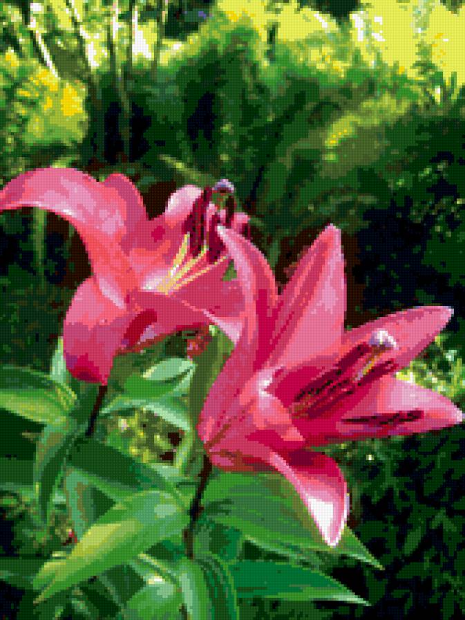 лилии - цветы, лилии - предпросмотр