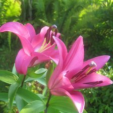 Схема вышивки «лилии»