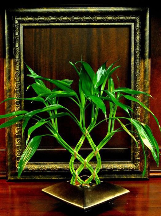Бамбук - цветы, красота для прихожей - оригинал