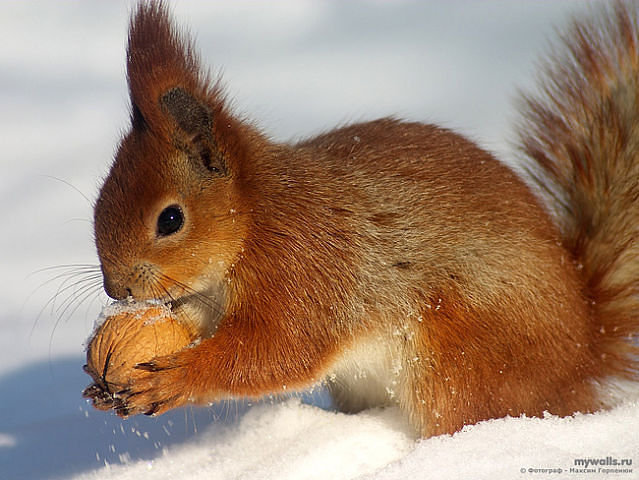 белки - оригинал