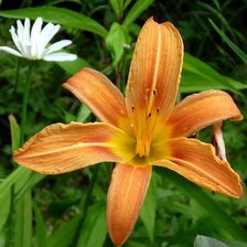 Схема вышивки «№335403»