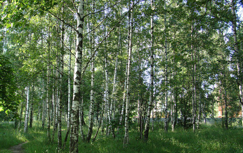 край родной - деревья, березы, природа, лето, пейзаж - оригинал