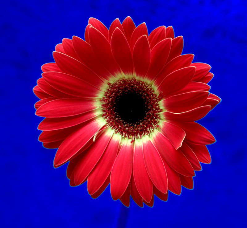 гербера - цветы, герберы, цветок - оригинал