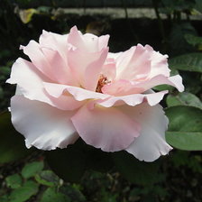 Оригинал схемы вышивки «роза» (№335537)