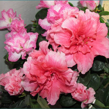 Схема вышивки «азалия»