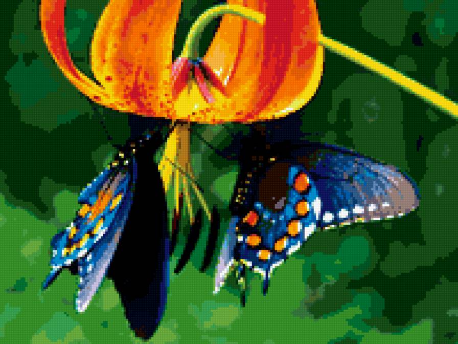 цветы любят все - природа. цветы. бабочки. лилия - предпросмотр