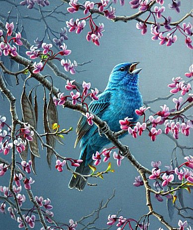 Синяя птица - красота, пернатые - оригинал