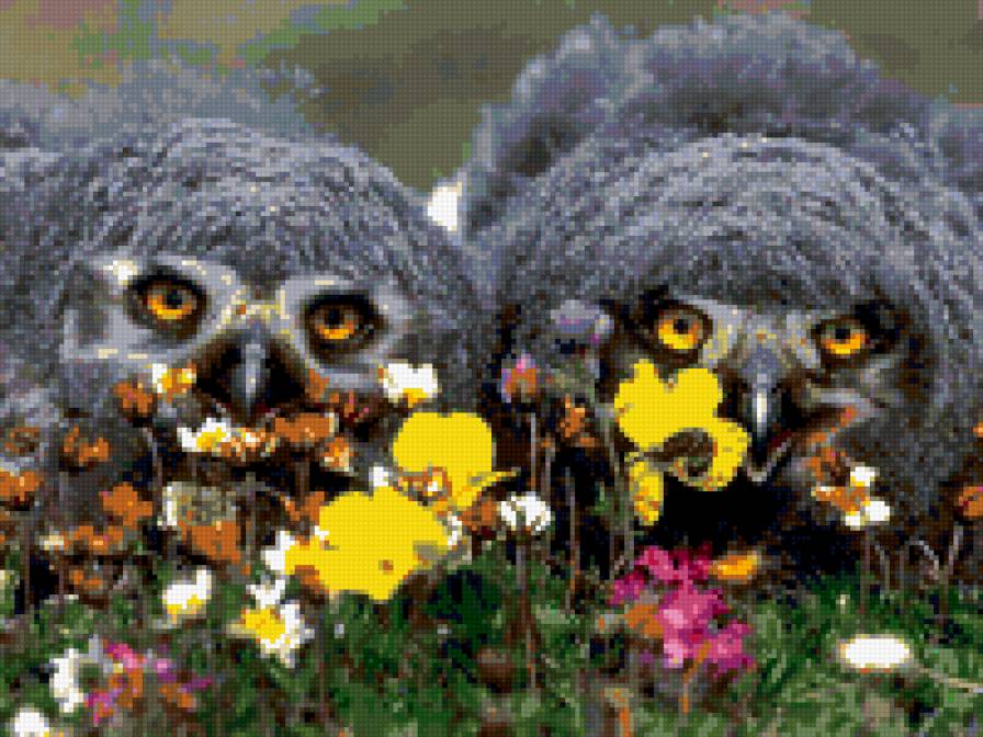 совы - природа. животные. совы.цветы - предпросмотр