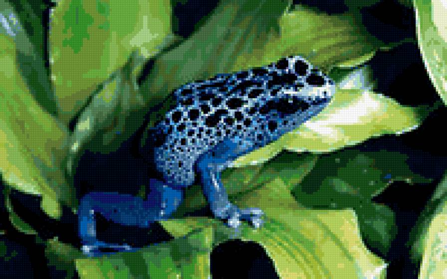 лягушка - вода, лист - предпросмотр