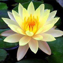 Схема вышивки «нимфея»