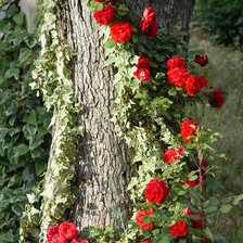 Оригинал схемы вышивки «цветы» (№335921)