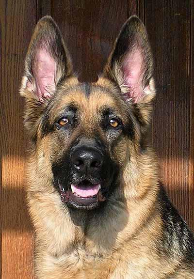 овчарка - оригинал