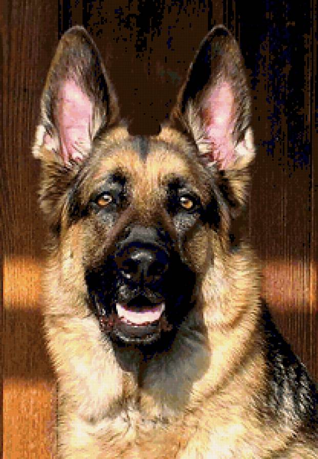 овчарка - предпросмотр