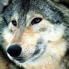 Схема вышивки «волк»