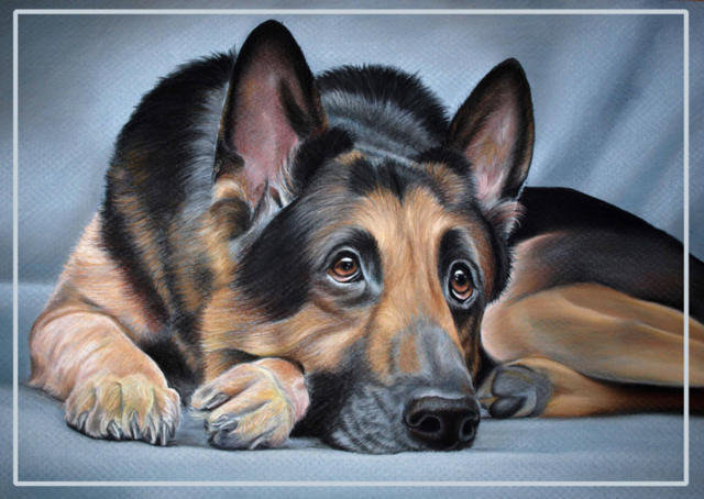 овчарка2 - оригинал