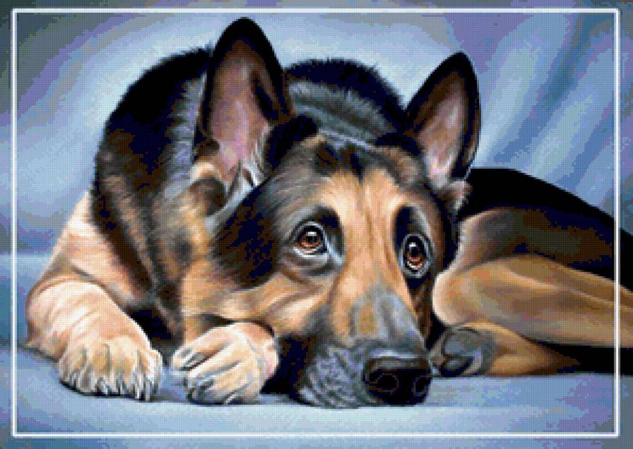 овчарка2 - предпросмотр