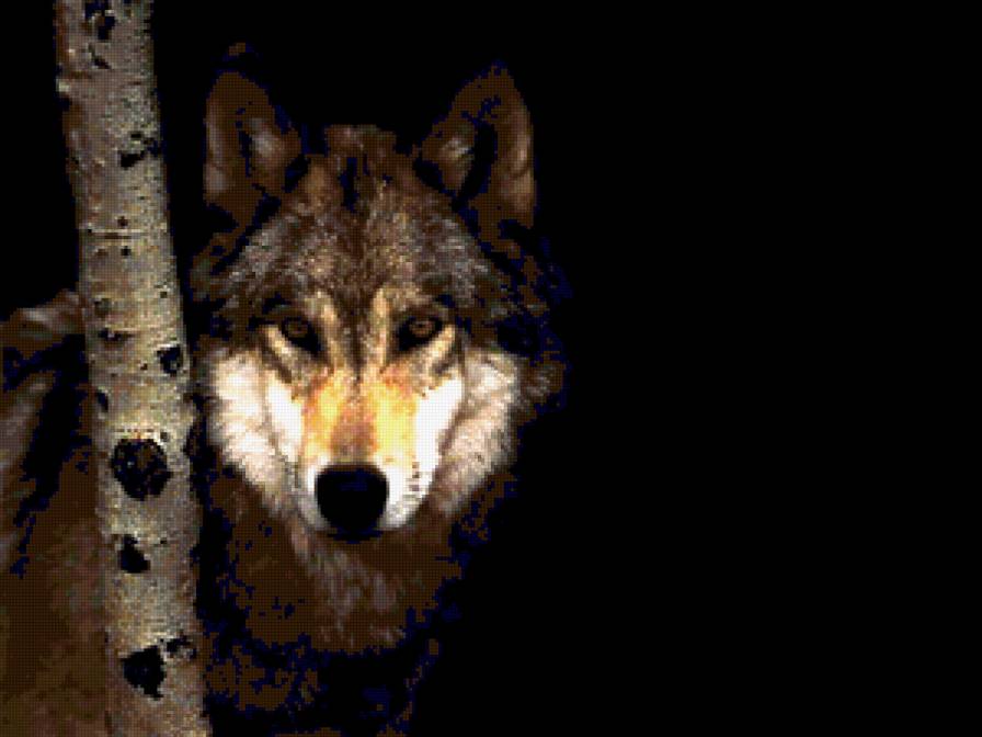 волк3 - предпросмотр