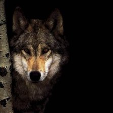 Схема вышивки «волк3»