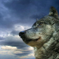 Схема вышивки «волк»