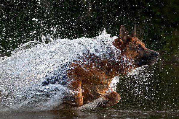 овчарка - оригинал