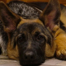 Схема вышивки «овчарка»