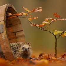 Схема вышивки «ёжик»