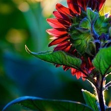 Схема вышивки «цветок»