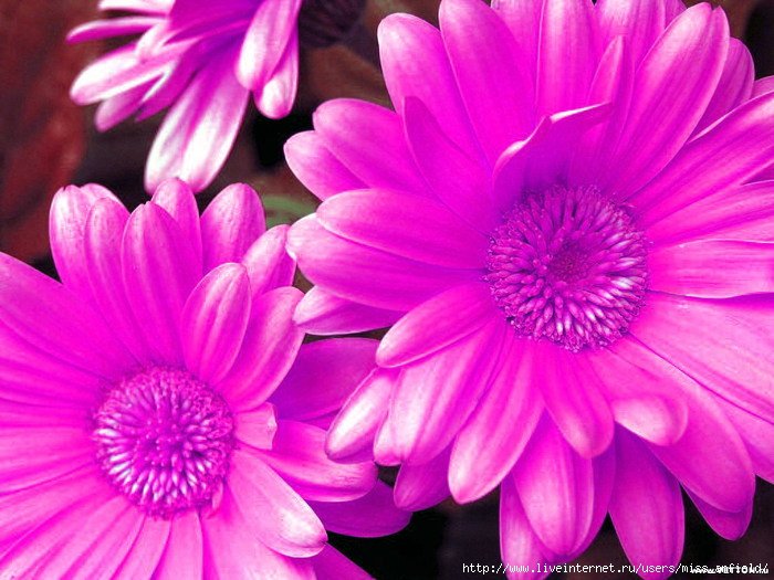 цветы - цветы - оригинал