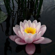 Схема вышивки «нимфея»