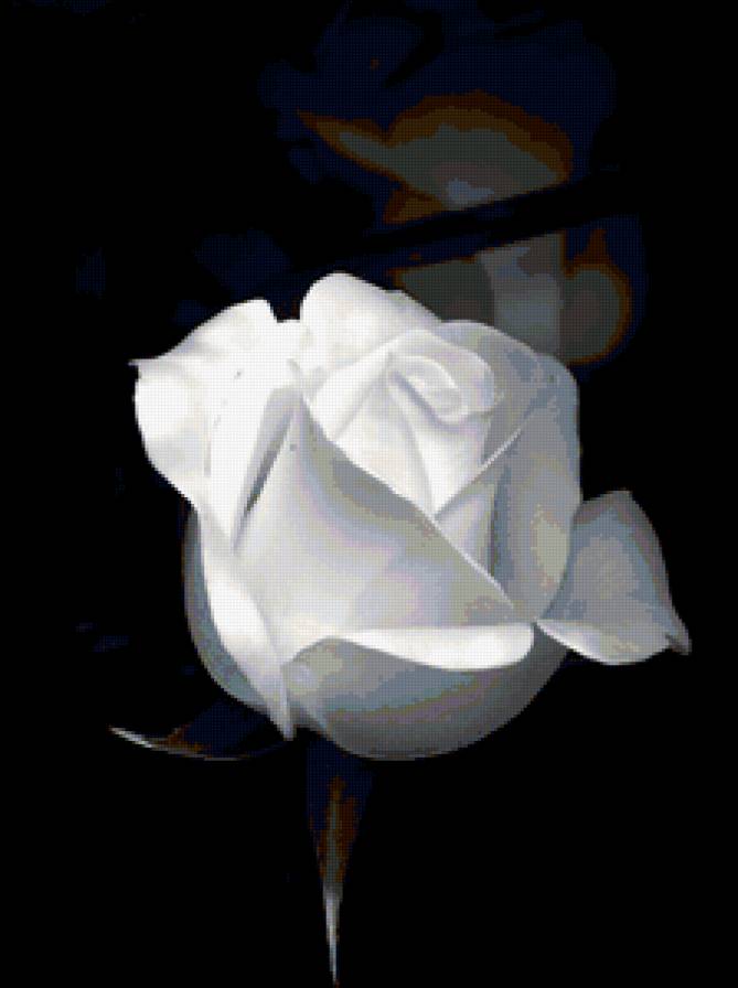 Белая роза - предпросмотр