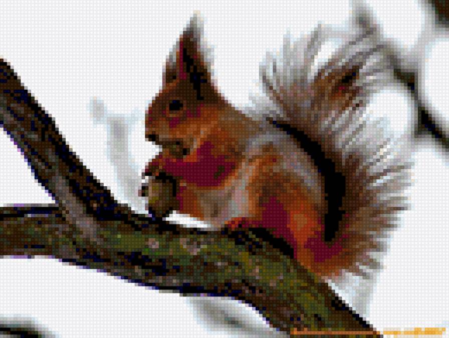 белка - животные, белки - предпросмотр