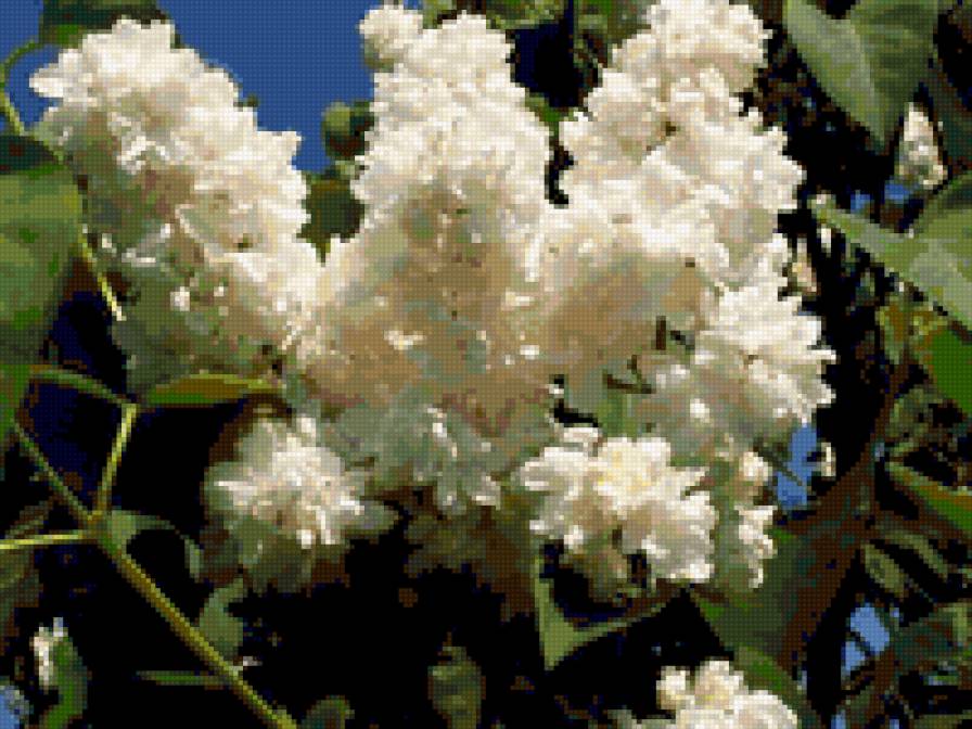 белая сирень - белая сирень - предпросмотр