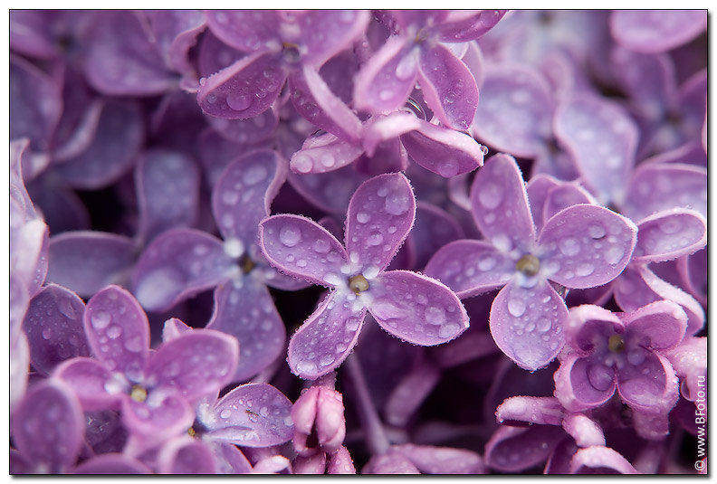 сирень - сирень - оригинал