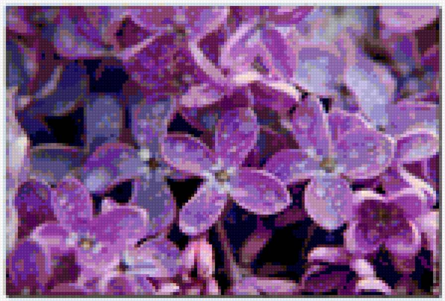 сирень - сирень - предпросмотр