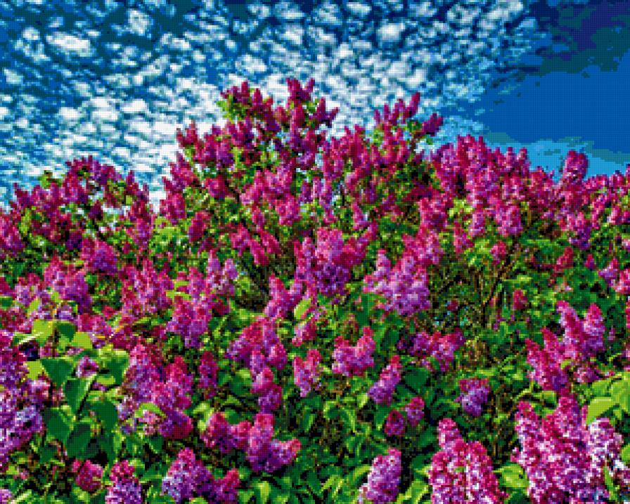 куст сирени - куст сирени - предпросмотр