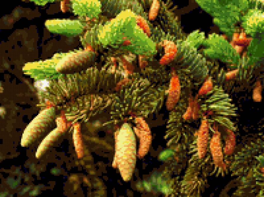 шишки - шишки, ель - предпросмотр