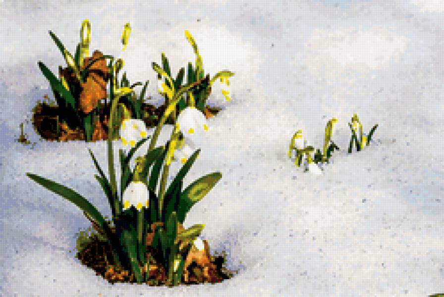 подснежники - цветы, проталины, снег, подснежники - предпросмотр