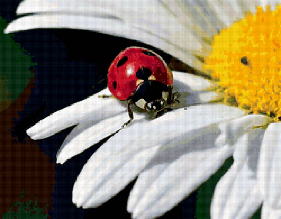 божья коровка - макро, лепестки, жук, ромашка, божья коровка, цветок - предпросмотр