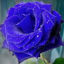 Схема вышивки «№336719»