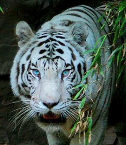 Тигр - оригинал