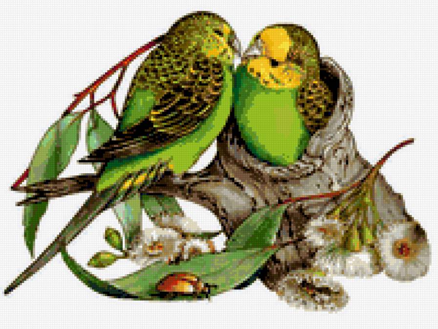 попугаї) - предпросмотр
