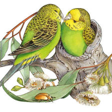 Схема вышивки «попугаї)»