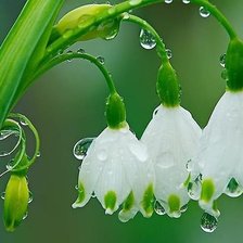 Схема вышивки «№336798»