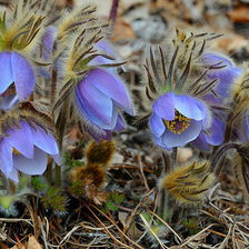 Схема вышивки «№336811»